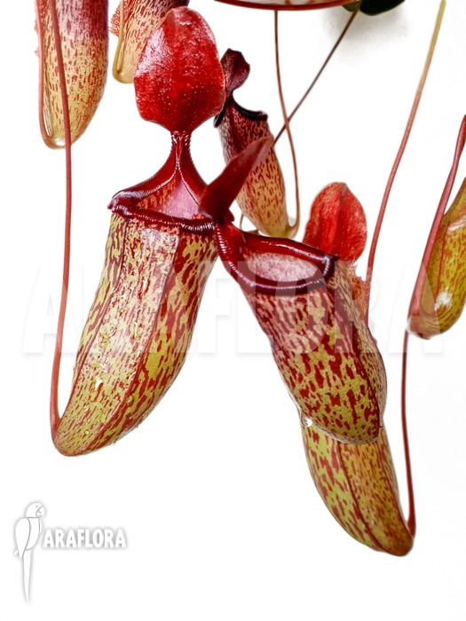 Nepenthes x sam