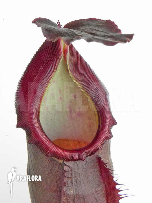 Nepenthes x singalana x ventricosa ‘L’