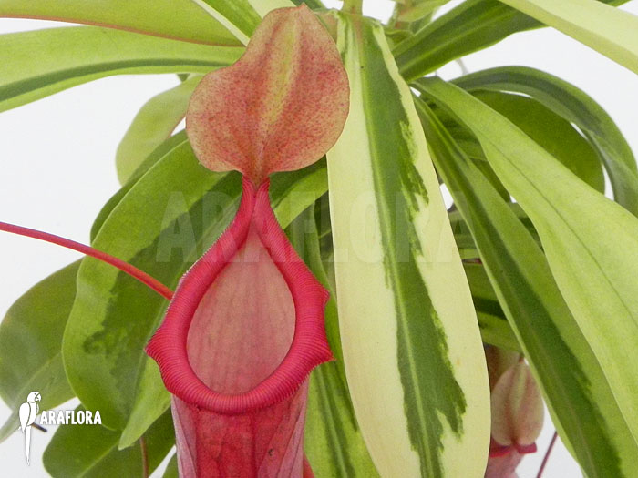 Nepenthes x ventrata ‘Variagated’