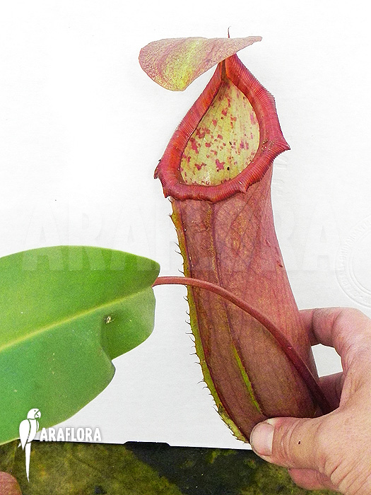 Nepenthes x ‘Linda’