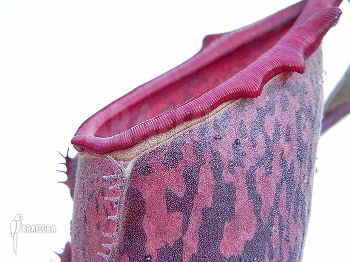 Nepenthes x ‘Pink Panther’