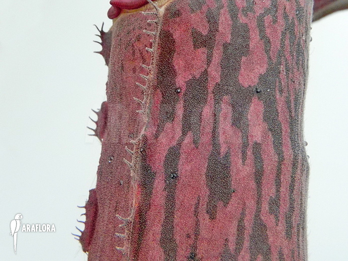 Nepenthes x ‘Pink Panther’