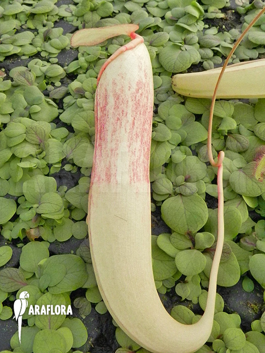 Nepenthes x ‘Snow Soper’