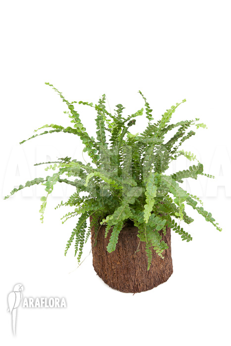 Nephrolepis cordifolia ‘Duffii’