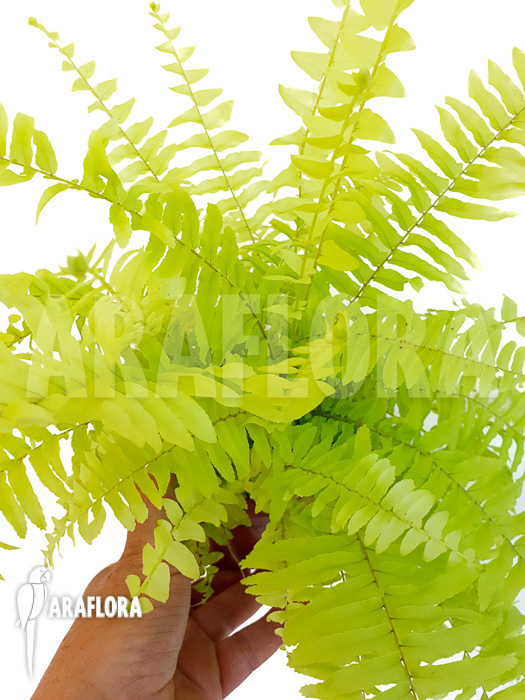 Nephrolepis exaltata ‘Blond’