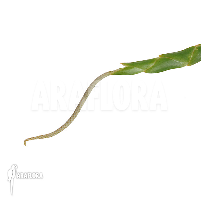 Oberonia lycopodioides ‘Imbricata’