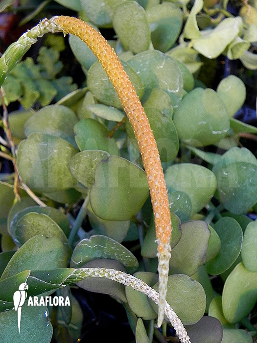 Oberonia lycopodioides ‘Imbricata’