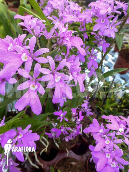 Oerstedella centradenia