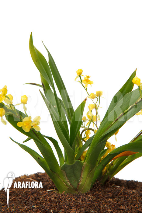 Oncidium ‘Twinkle pearl’