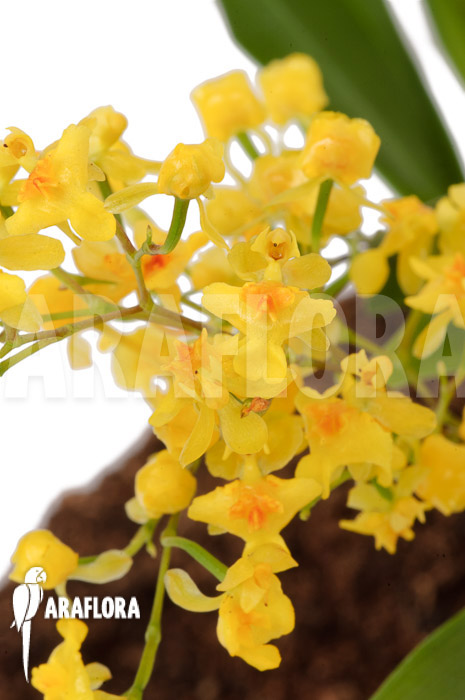 Oncidium ‘Twinkle pearl’