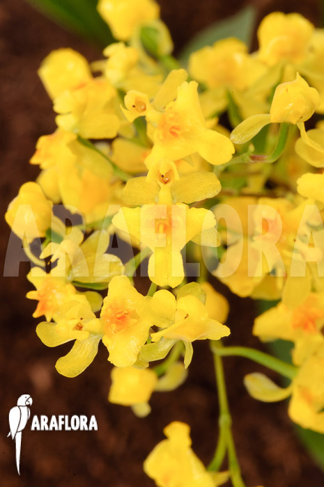 Oncidium ‘Twinkle pearl’