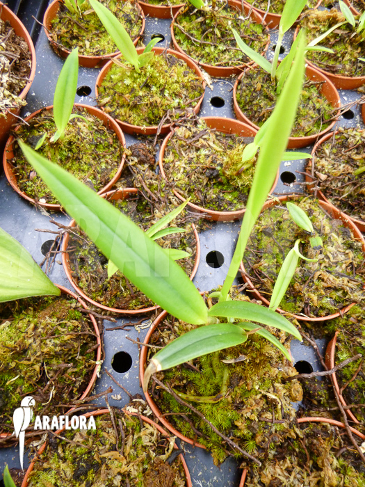 Oncidium cheirophorum ‘S’