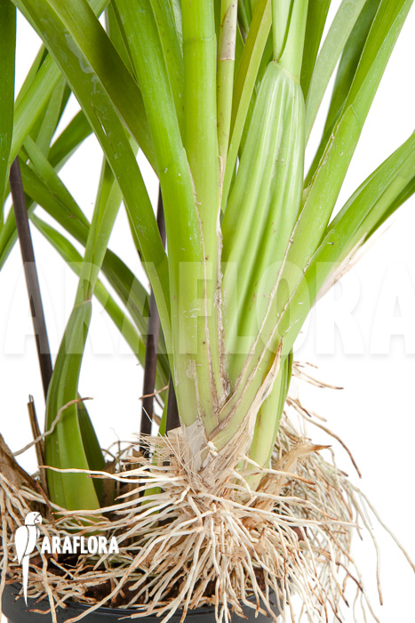 Oncidium sphacelatum