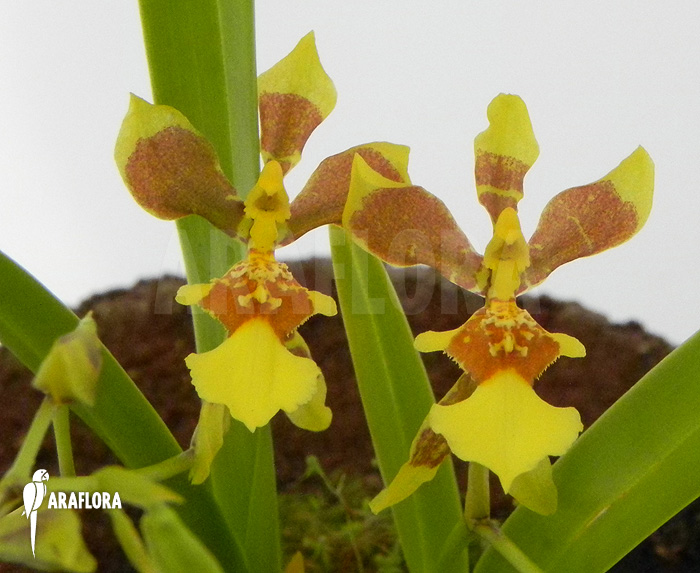 Oncidium unknown mini