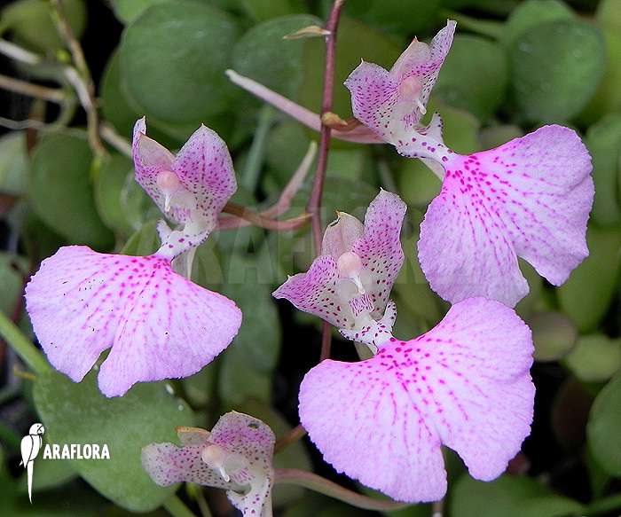 Oncidium variegatum ‘Cuba’