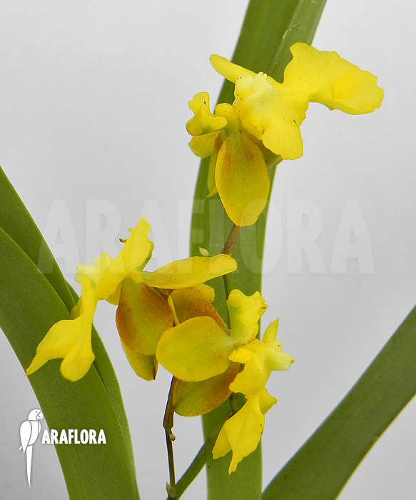 Oncidium x ‘Lemon surprise’