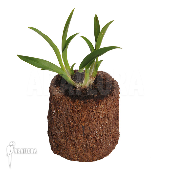 Oncidium x ‘Lemon surprise’