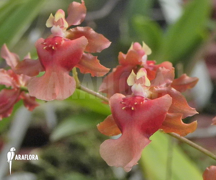 Oncidium x hybride ‘Red orange’