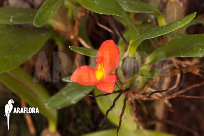 Ornithidium sophronitis ‘mounted’