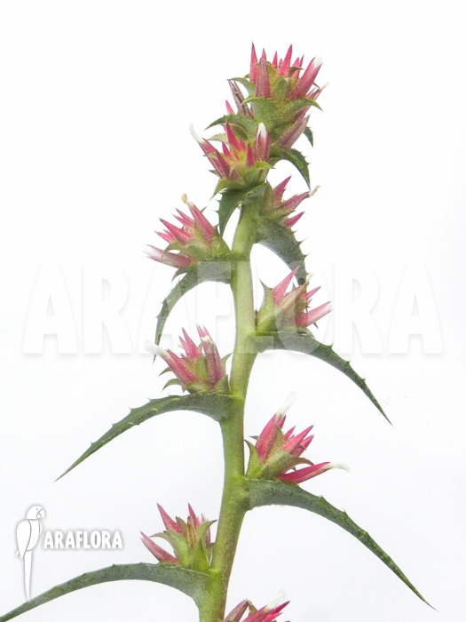 Orthophytum conquistense