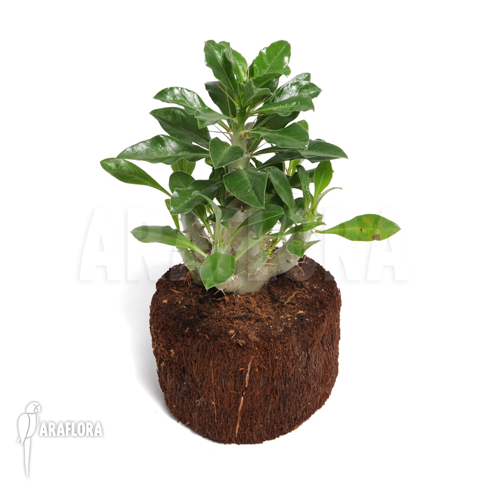 Pachypodium saundersii