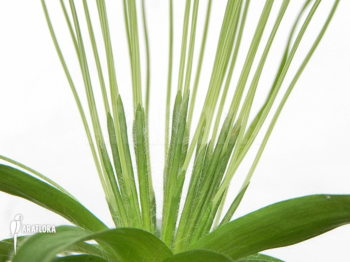 Paepalanthus tortilis