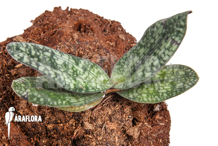 Paphiopedilum delenatii