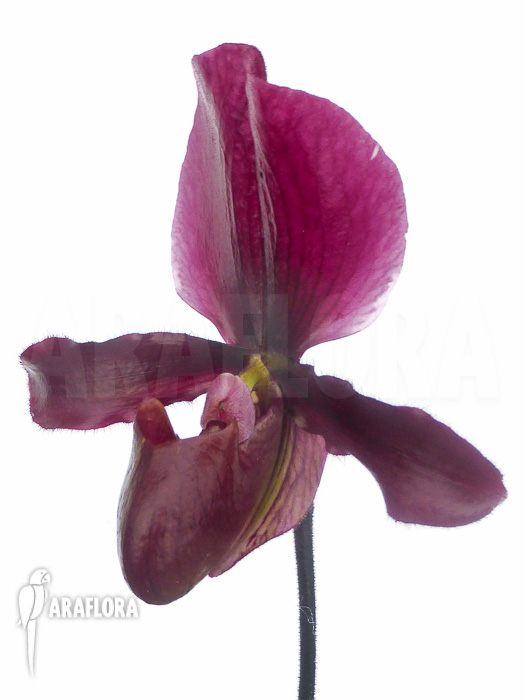 Paphiopedilum maudiae vinicolor