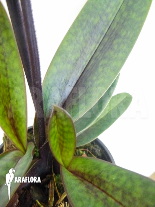 Paphiopedilum maudiae vinicolor