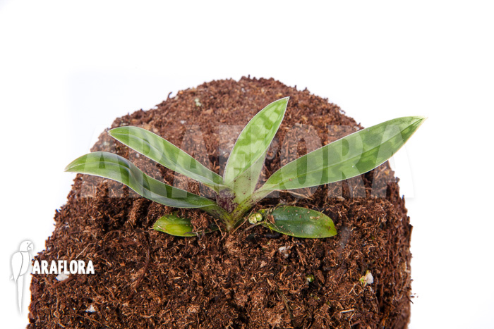 Paphiopedilum wardii