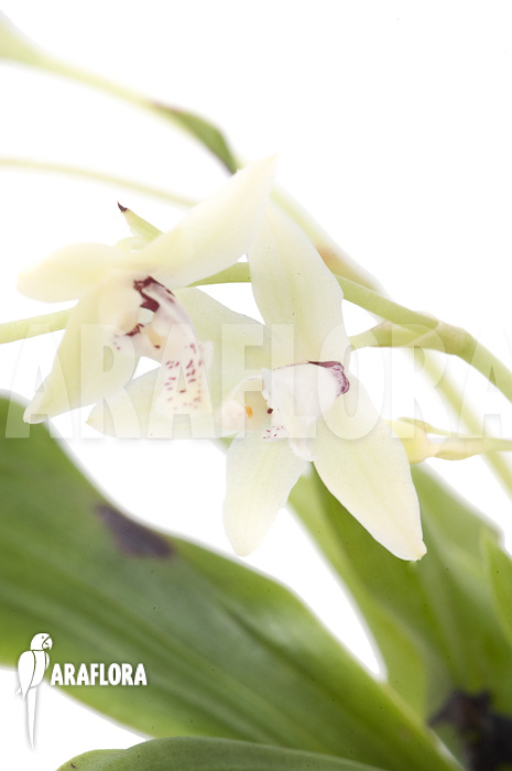 Paradisanthus micranthus