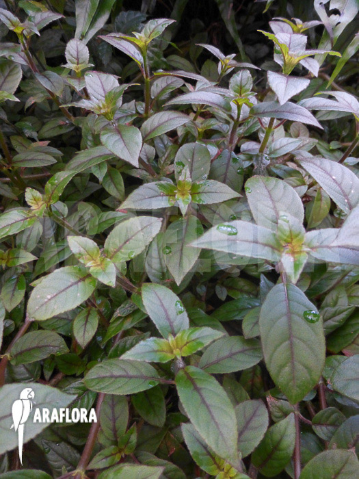 Paradrymonia campostyla