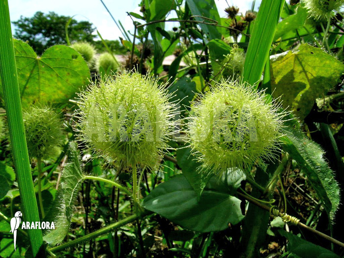 Passiflora foetida ‘Platanal’