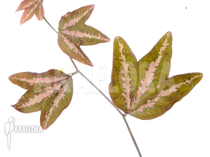 Passiflora trifasciata