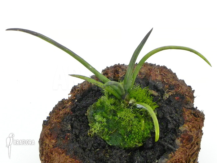 Penkimia nagalandensis