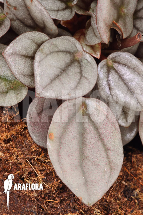 Peperomia ‘Milano’