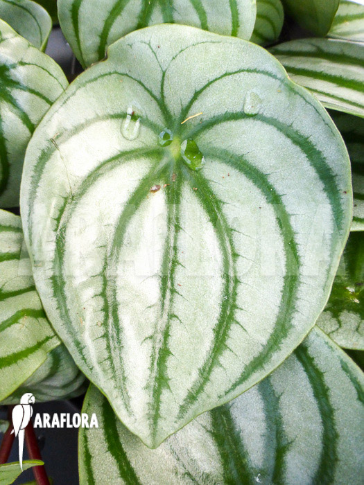 Peperomia argyreia