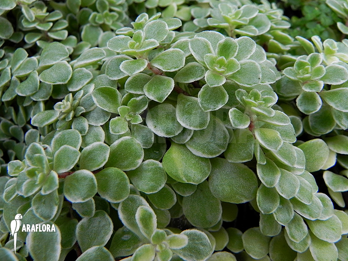 Peperomia brevipes variagata