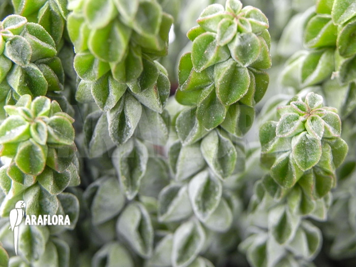 Peperomia columella ‘XL’