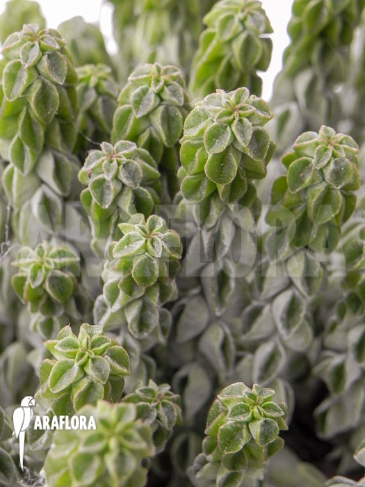Peperomia columella ‘XL’