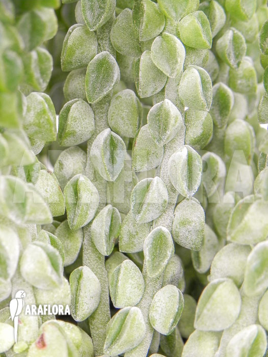 Peperomia columella ‘XL’