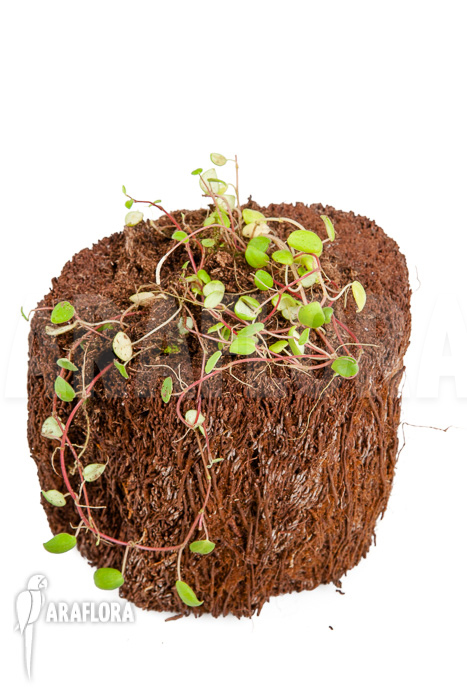 Peperomia fagerlindii