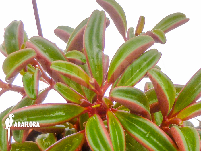 Peperomia graveolens