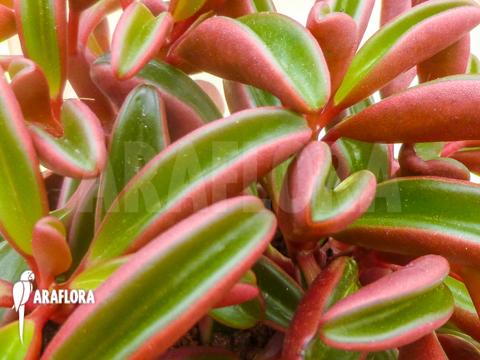 Peperomia graveolens