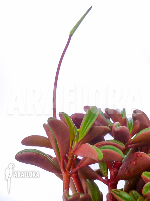 Peperomia graveolens