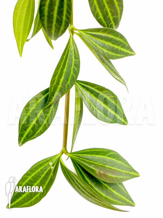 Peperomia puteolata ‘L’