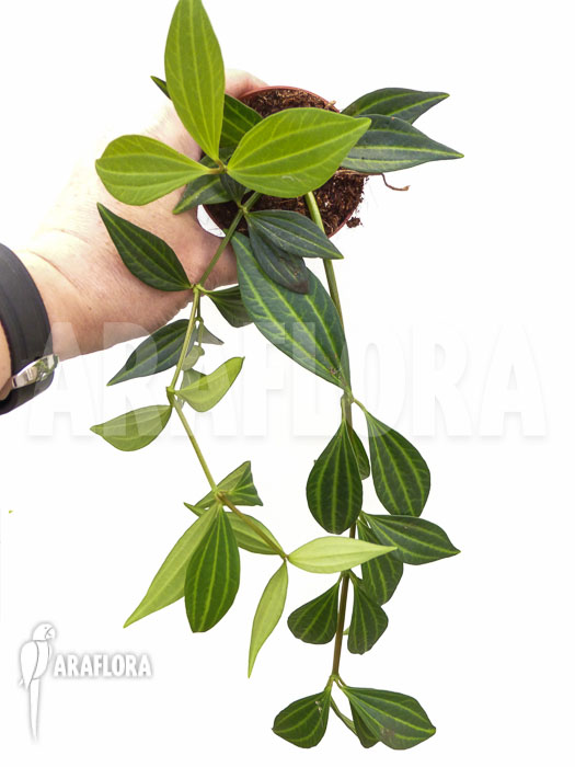 Peperomia puteolata ‘L’