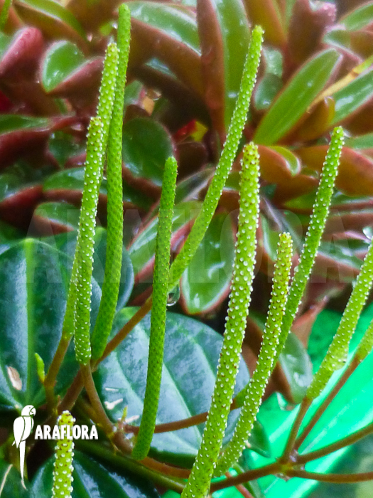 Peperomia quadrangularis flower