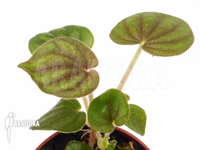 Peperomia stolonifera