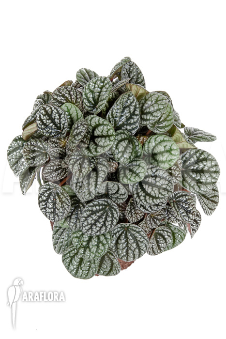 Peperomia x burbella